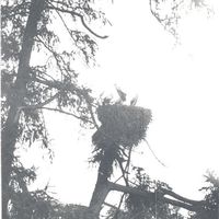 Stork nest in Straupe